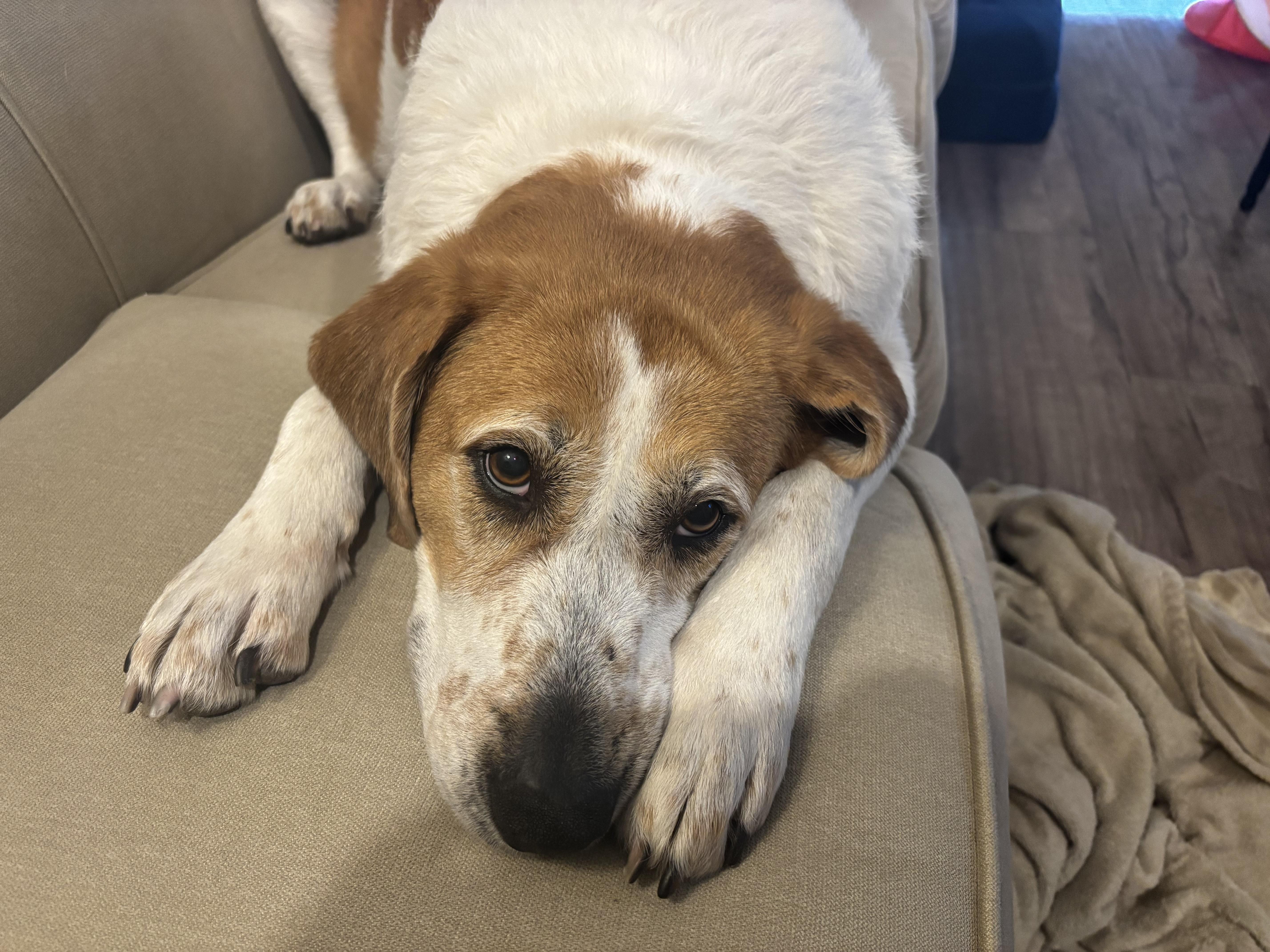 Kylie, a Adoptable Hound in Clarion, IA image 6/6