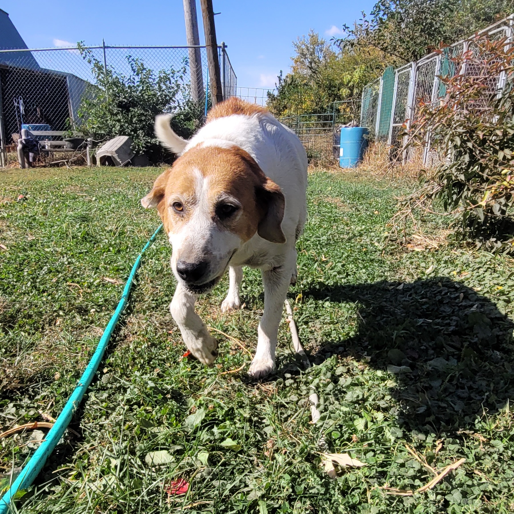 Kylie, an adoptable Hound in Clarion, IA, 50525 | Photo Image 4
