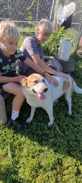 Kylie, a Adoptable Hound in Clarion, IA image 2/6