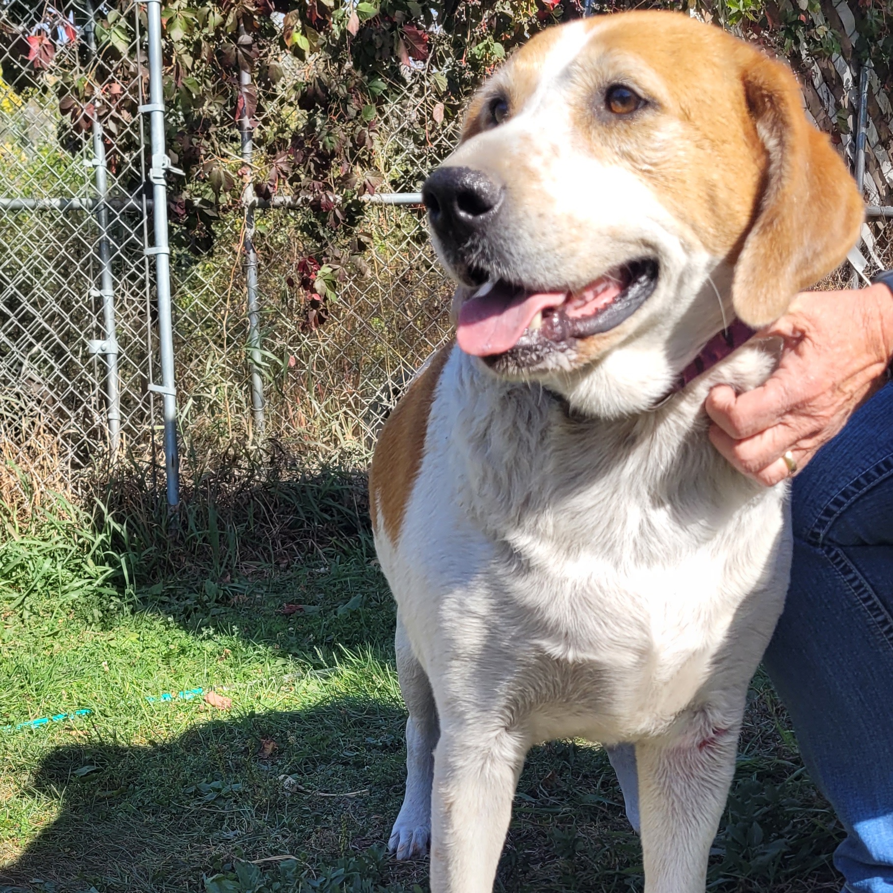 Kylie, an adoptable Hound in Clarion, IA, 50525 | Photo Image 3