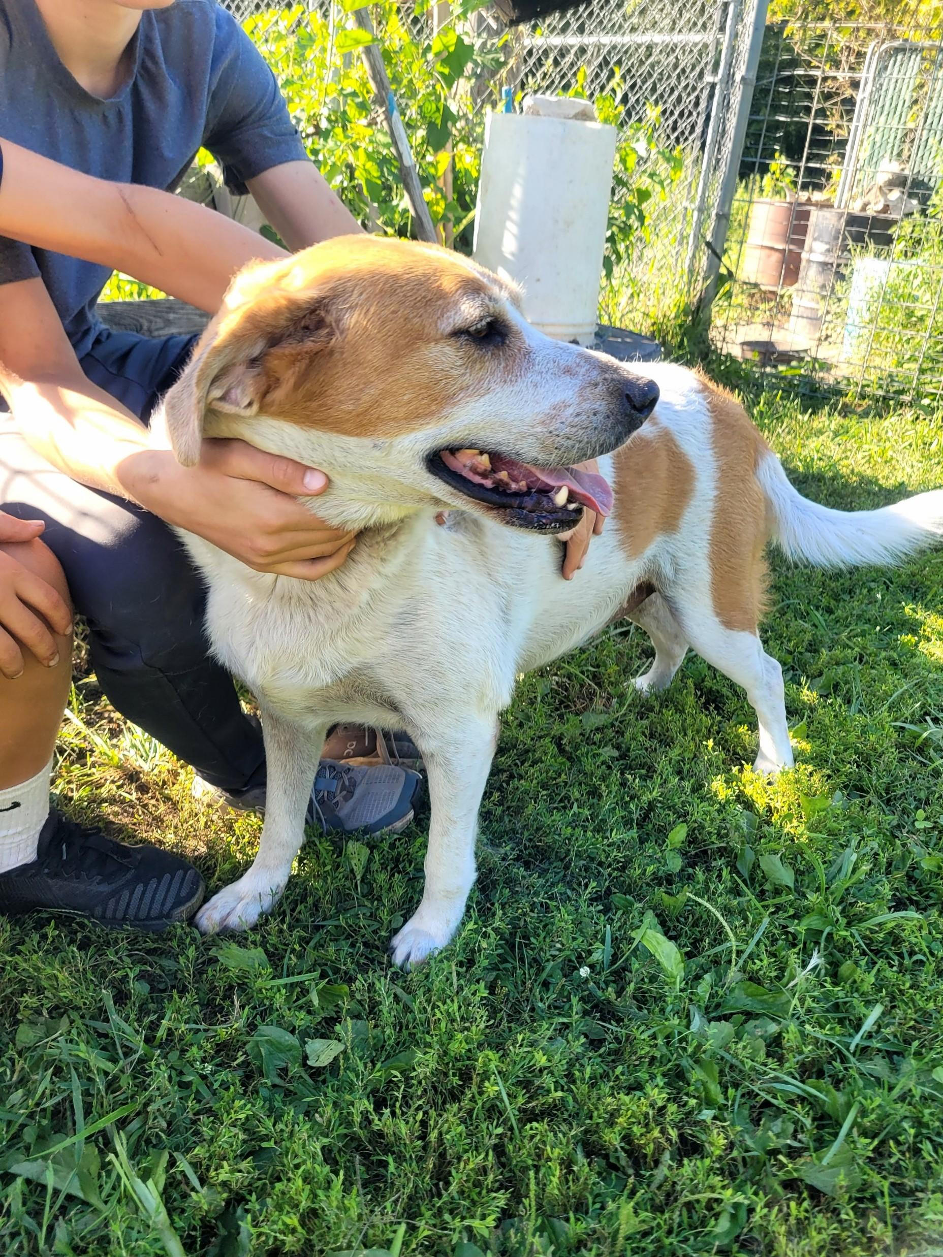 Kylie, Adoptable, Adult Female Hound.