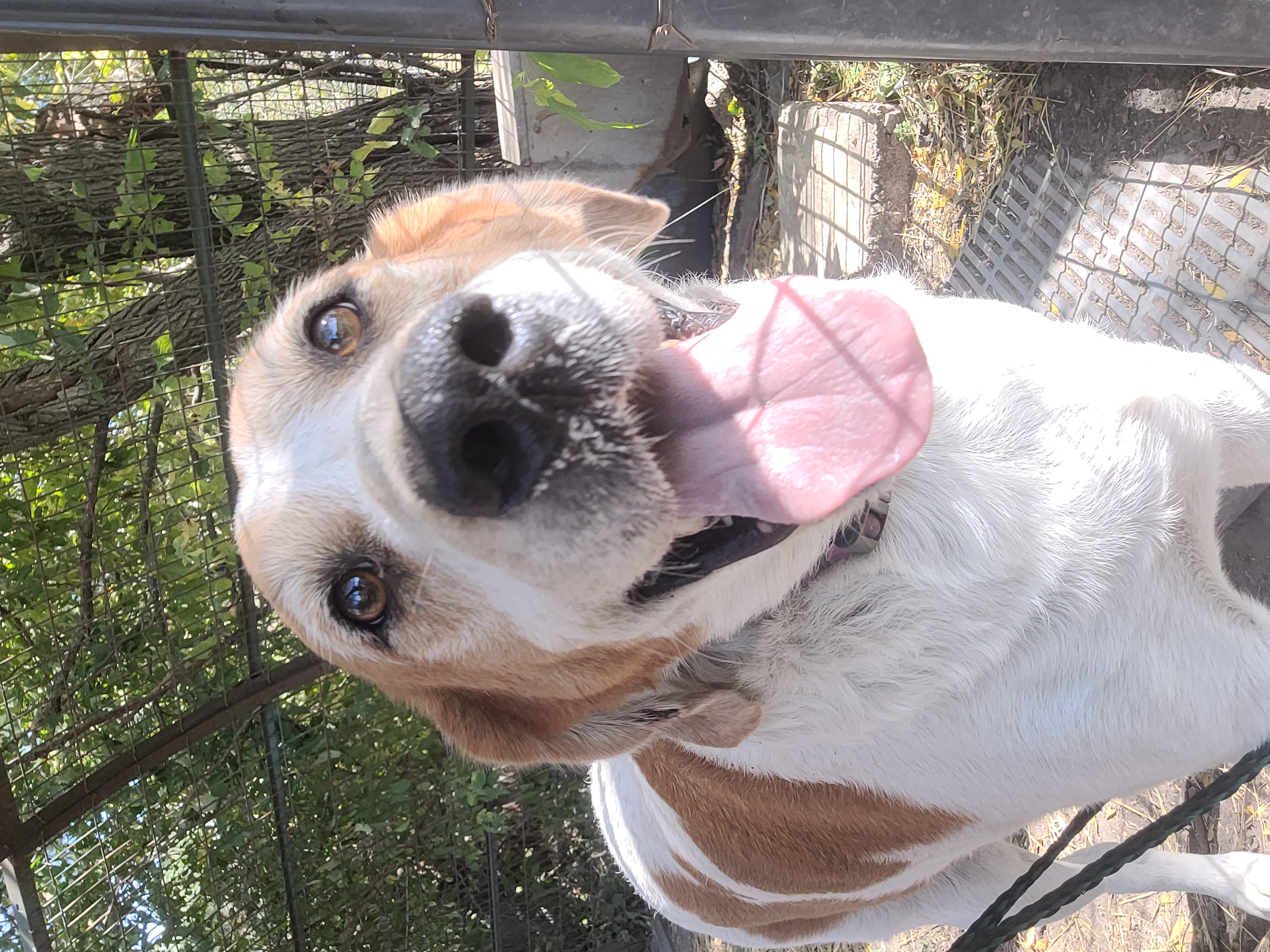 Kylie, an adoptable Hound in Clarion, IA, 50525 | Photo Image 5