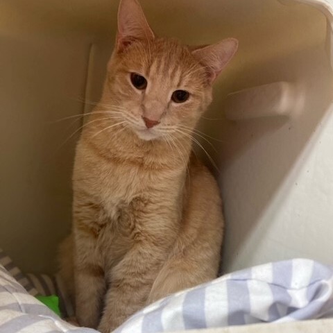 Enlarge Cashew, a Adoptable mixed breed in Centralia, IL image 1/8