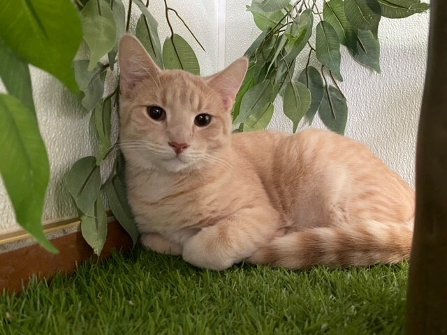 Enlarge Cashew, a Adoptable mixed breed in Centralia, IL image 2/8