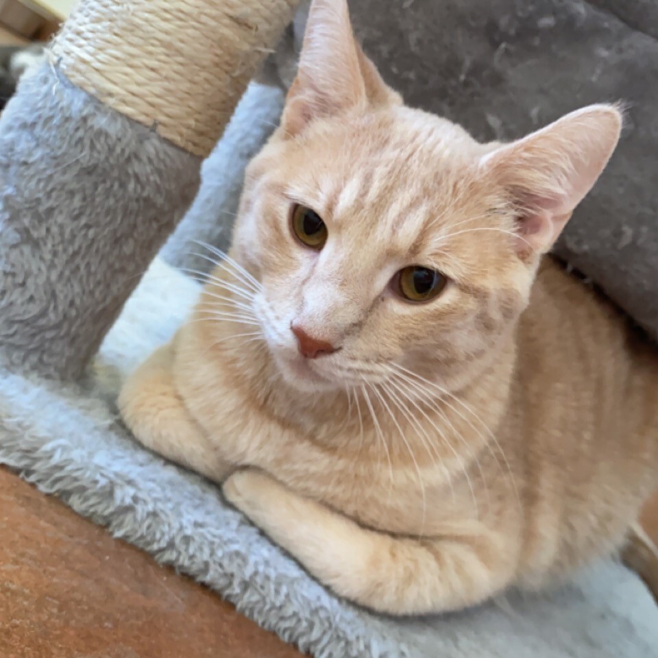 Enlarge Cashew, a Adoptable mixed breed in Centralia, IL image 3/8