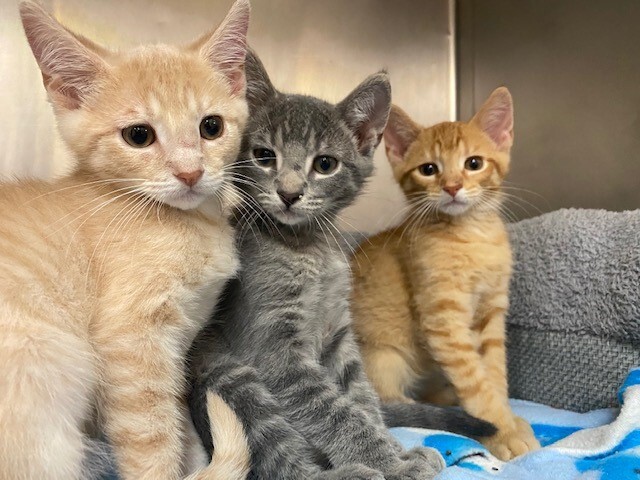 Enlarge Cashew, a Adoptable mixed breed in Centralia, IL image 4/8