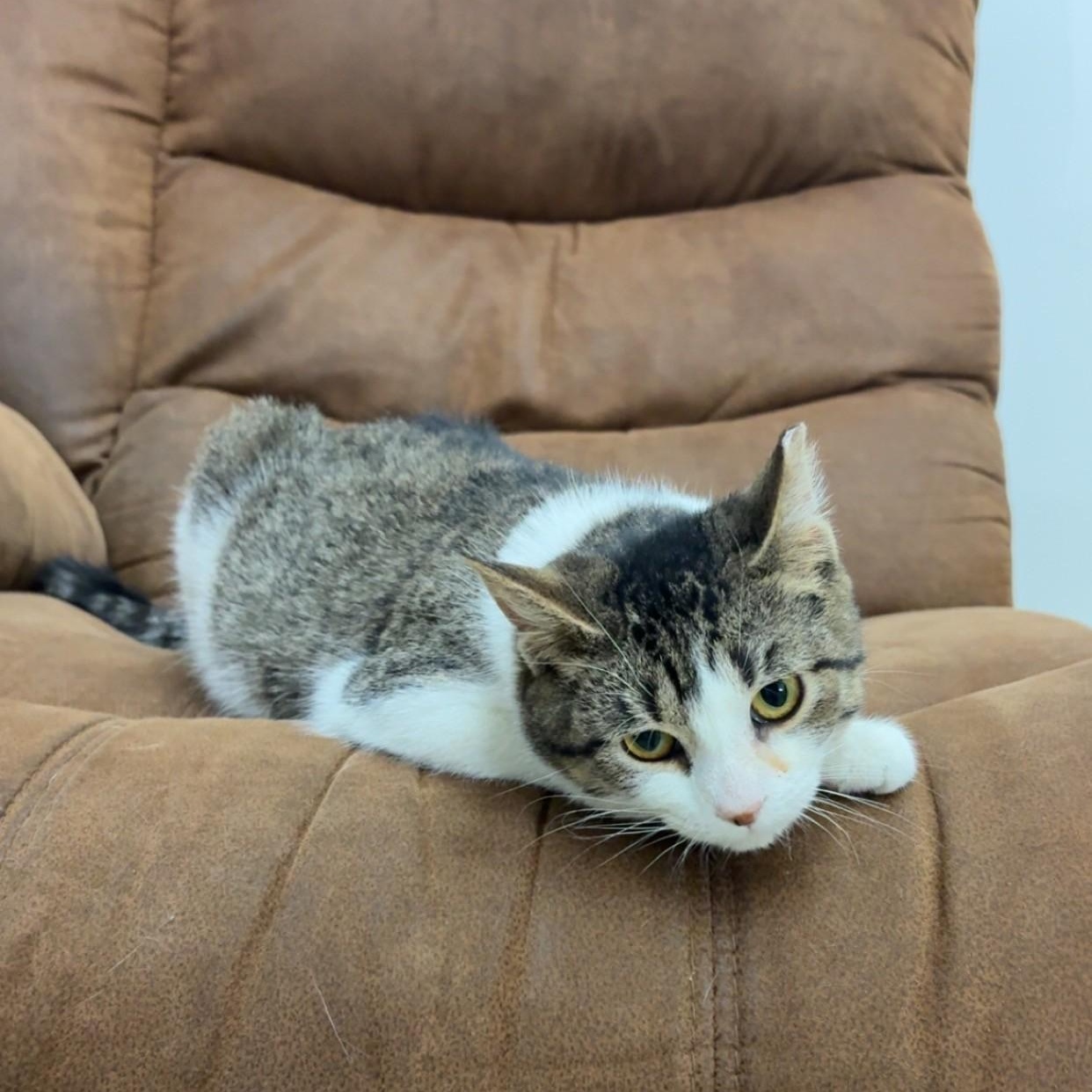 Enlarge Pooh Bear, a ADOPTABLE Domestic Short Hair in Black River Falls, WI image 1/1