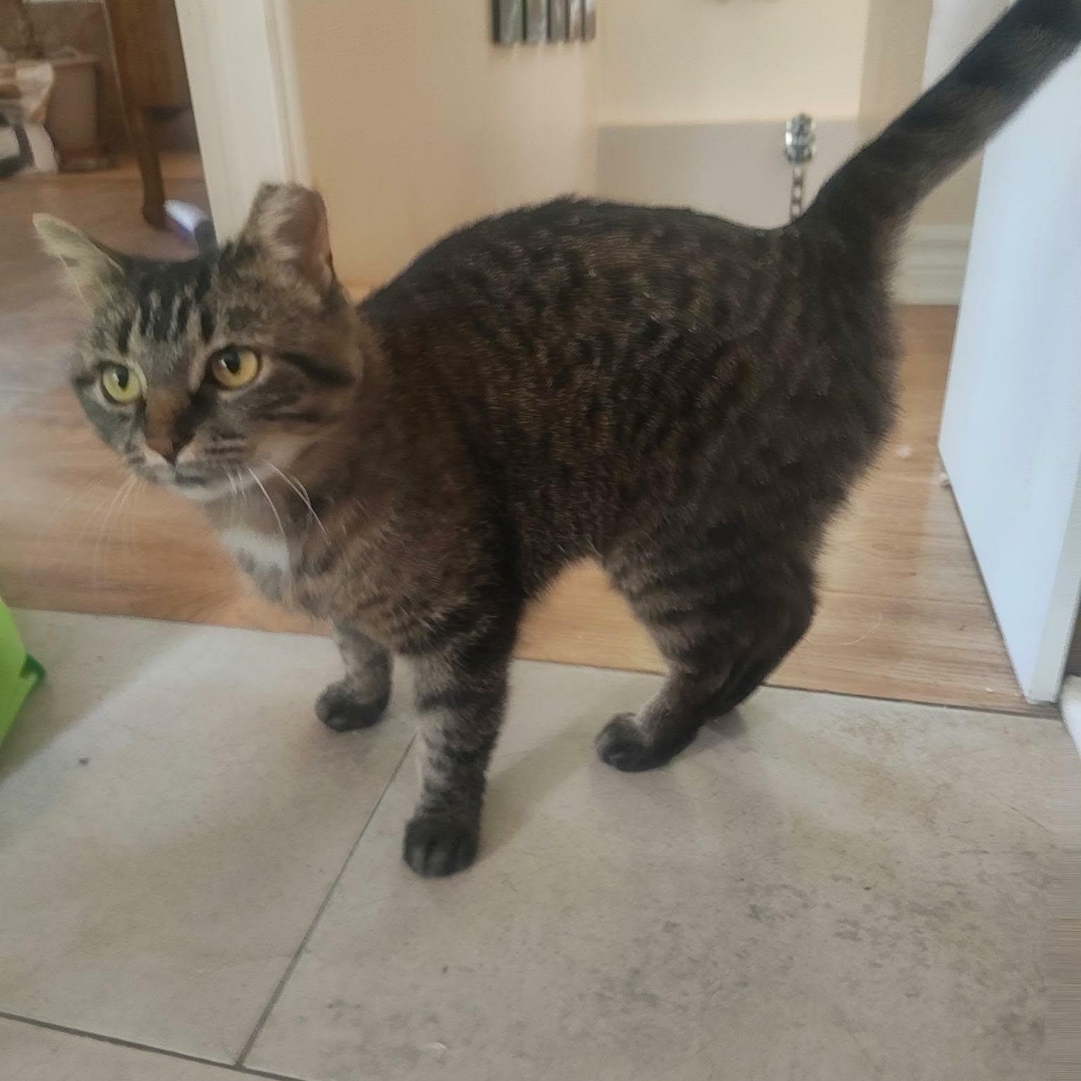 Minthara (f) 1 to 2yrs old, adopted, Adult Female Domestic Short Hair.