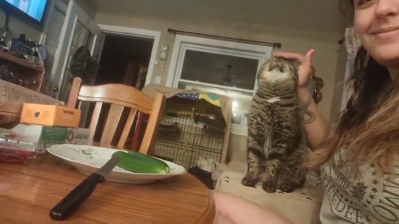Enlarge Minthara (f) 1 to 2yrs old, an adopted Domestic Short Hair in Ottawa, ON video 3/3