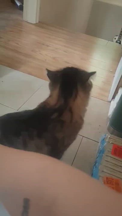 Enlarge Minthara (f) 1 to 2yrs old, an adopted Domestic Short Hair in Ottawa, ON video 2/3