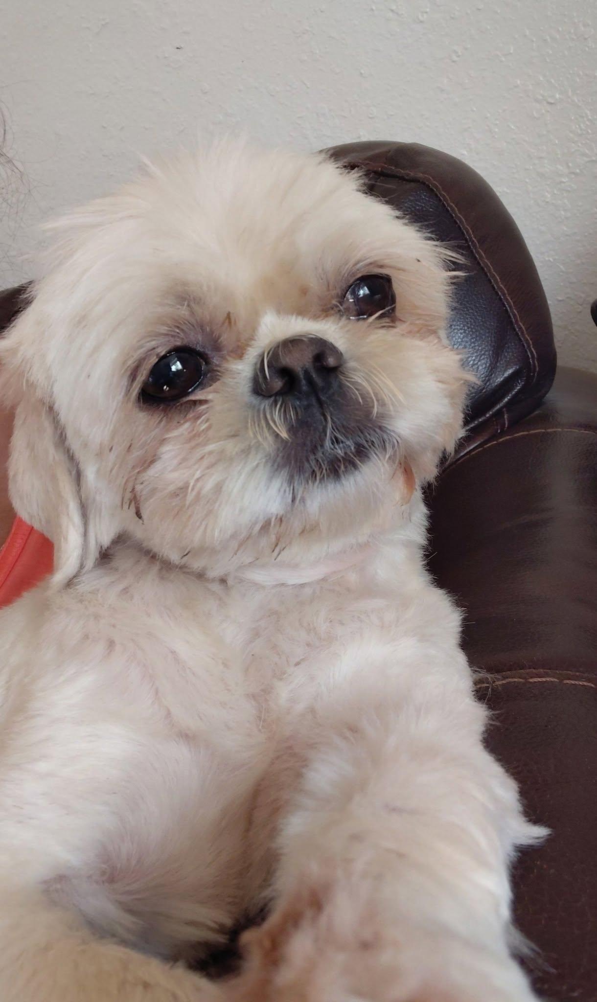 Enlarge Mylee, an adopted Shih Tzu in Texarkana, TX image 3/4
