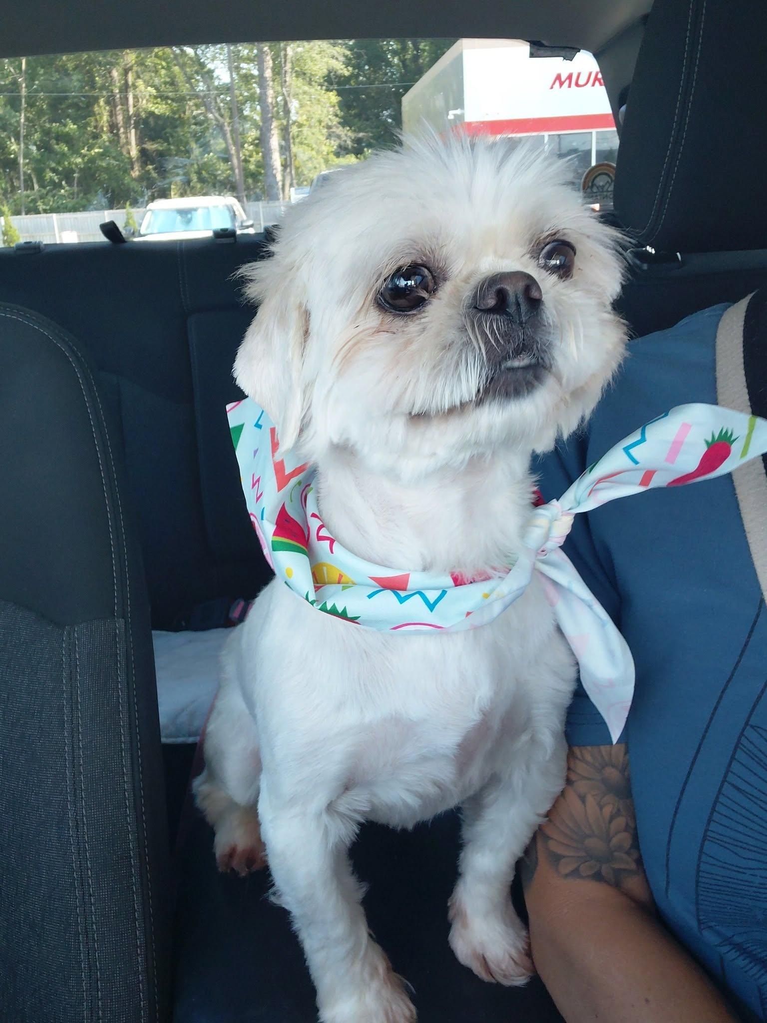 Mylee, adopted, Adult Female Shih Tzu.