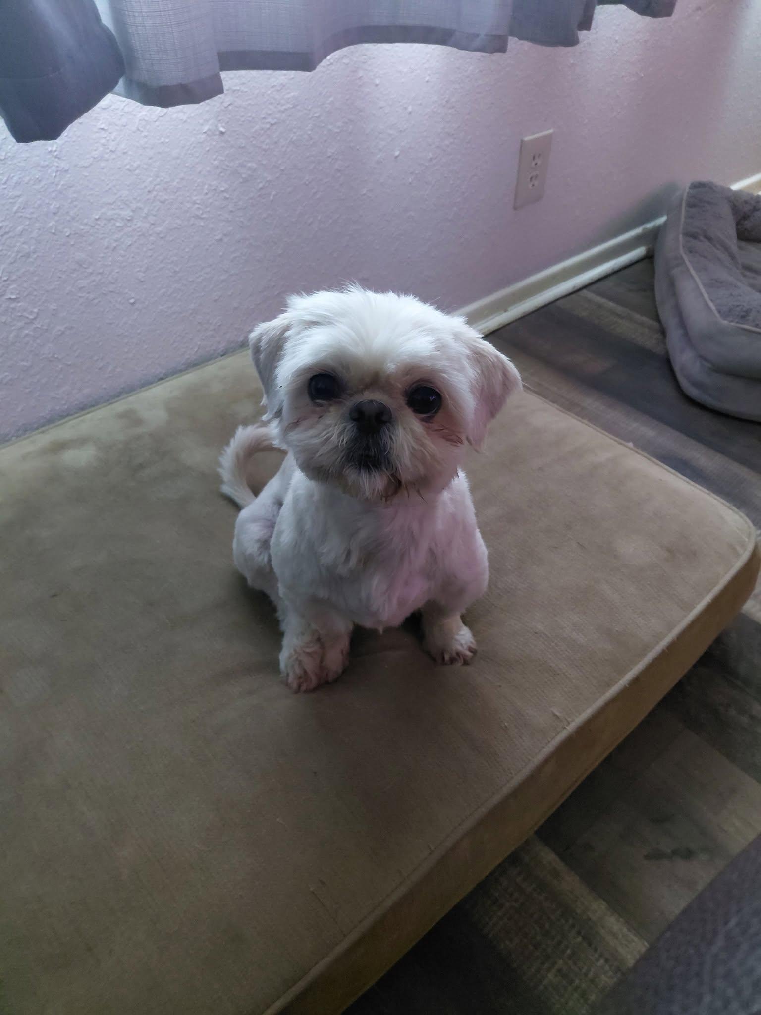 Enlarge Mylee, an adopted Shih Tzu in Texarkana, TX image 2/4