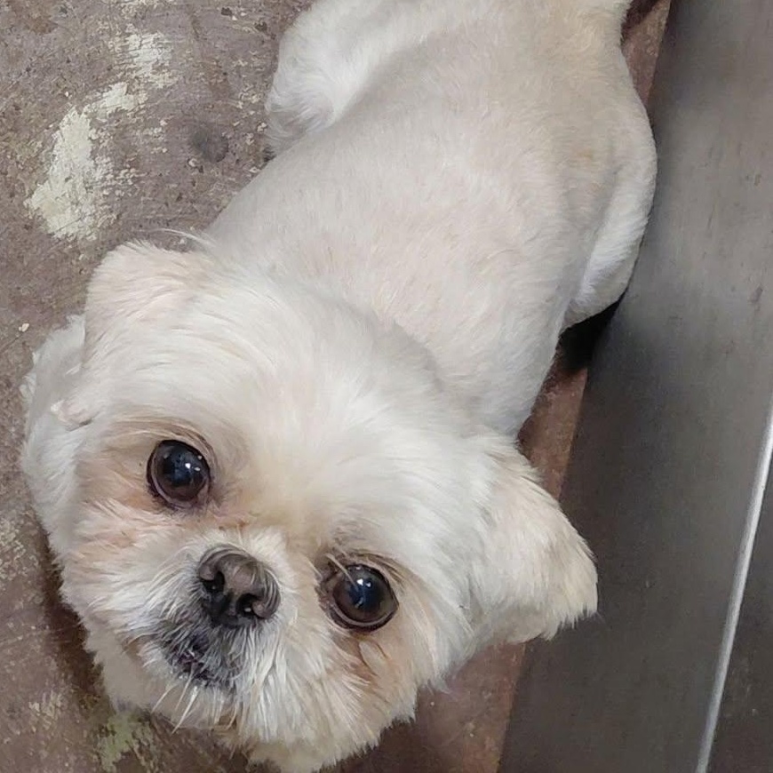Enlarge Mylee, an adopted Shih Tzu in Texarkana, TX image 4/4