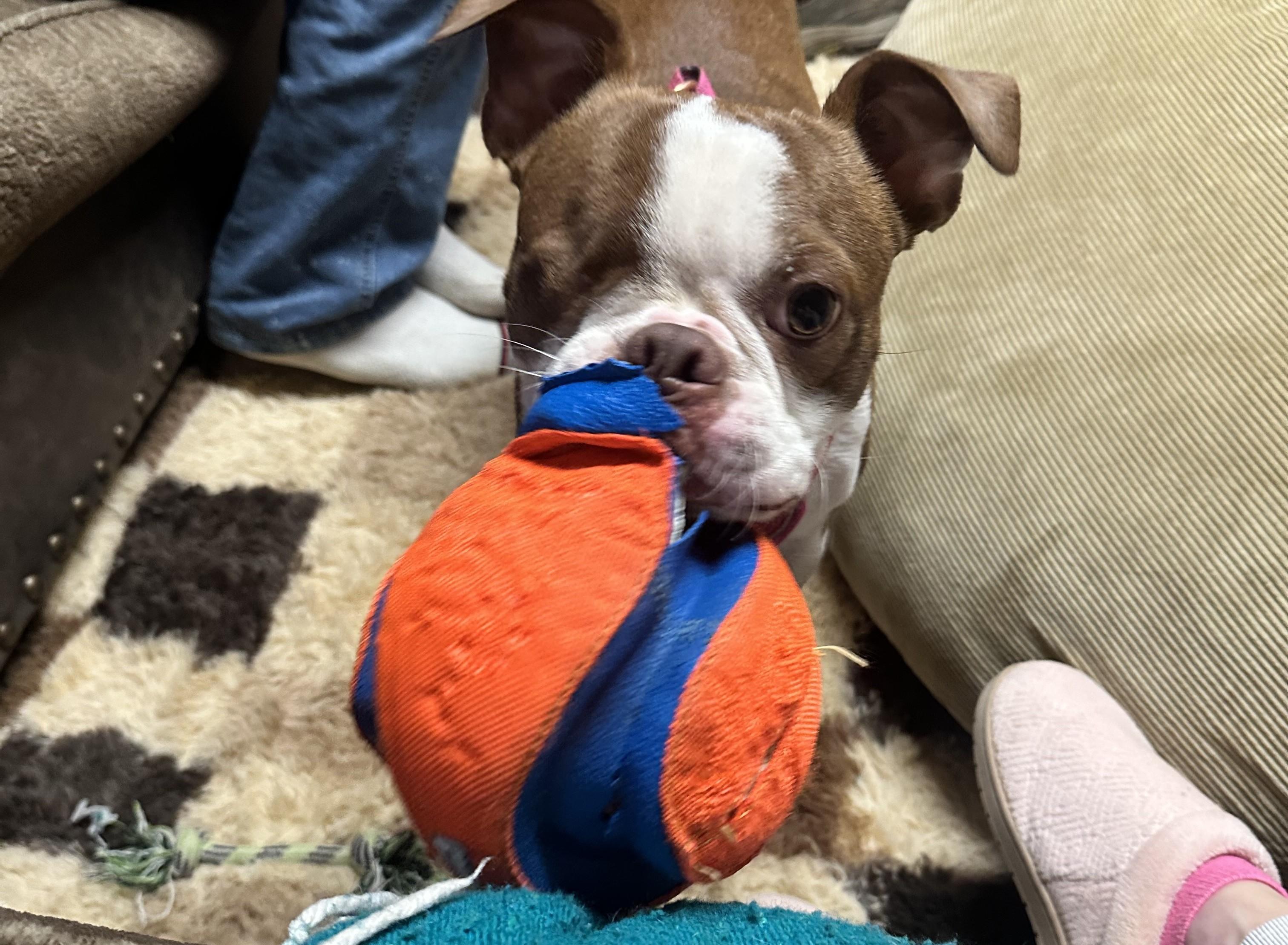 Enlarge Cy, a ADOPTABLE Boston Terrier in Moyock, NC image 3/3