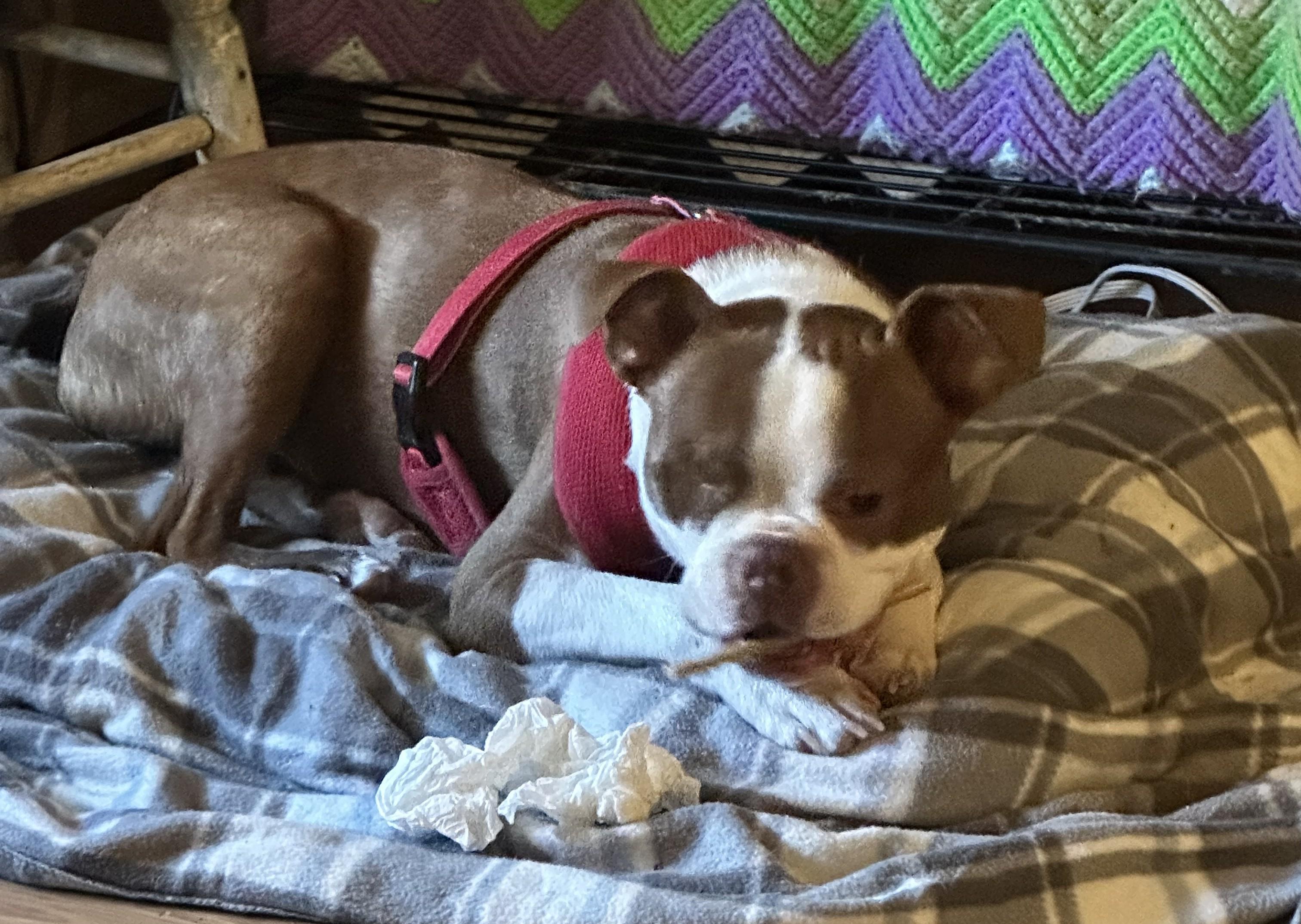 Cy, ADOPTABLE, Young Male Boston Terrier.