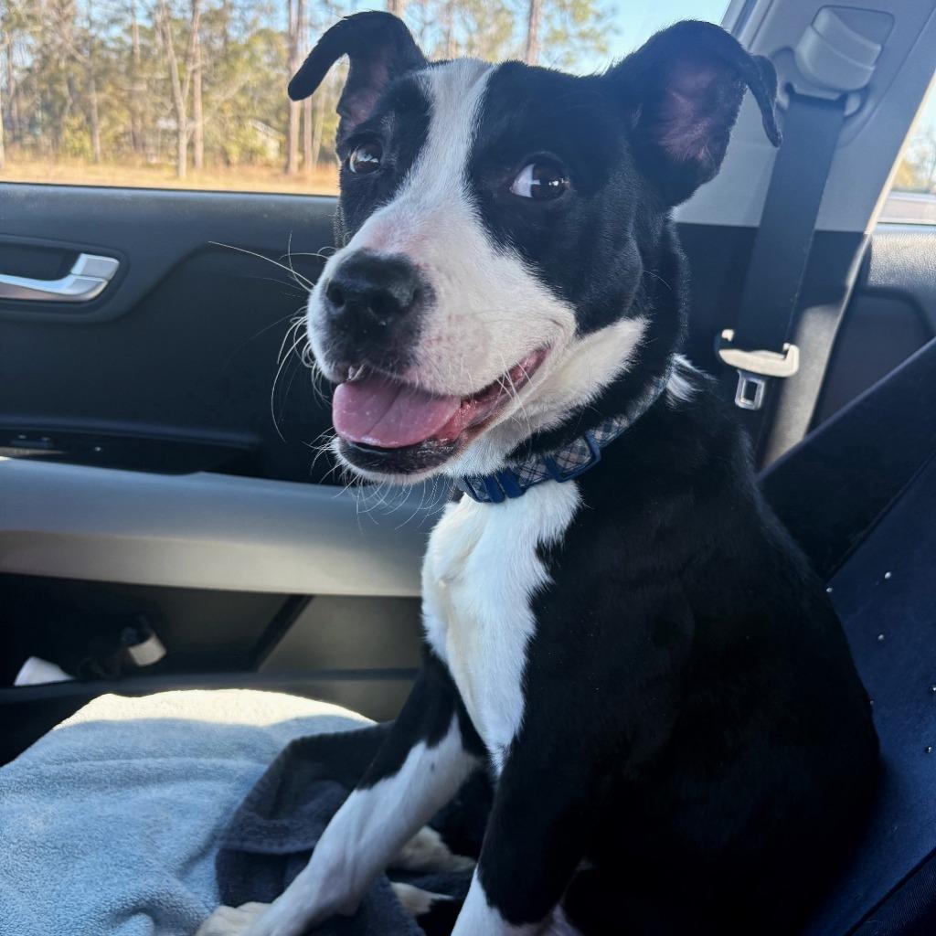 Spaghetti, a Adoptable mixed breed in Kingsland, GA image 4/6