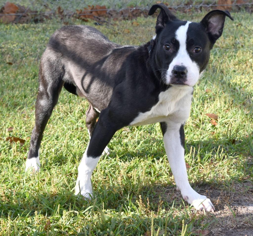 Spaghetti, a Adoptable mixed breed in Kingsland, GA image 5/6