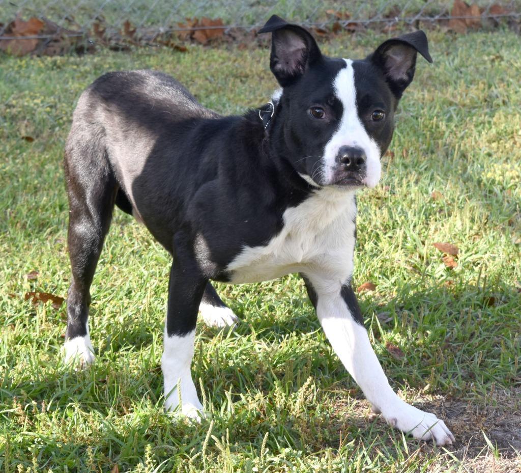 Spaghetti, a Adoptable mixed breed in Kingsland, GA image 6/6