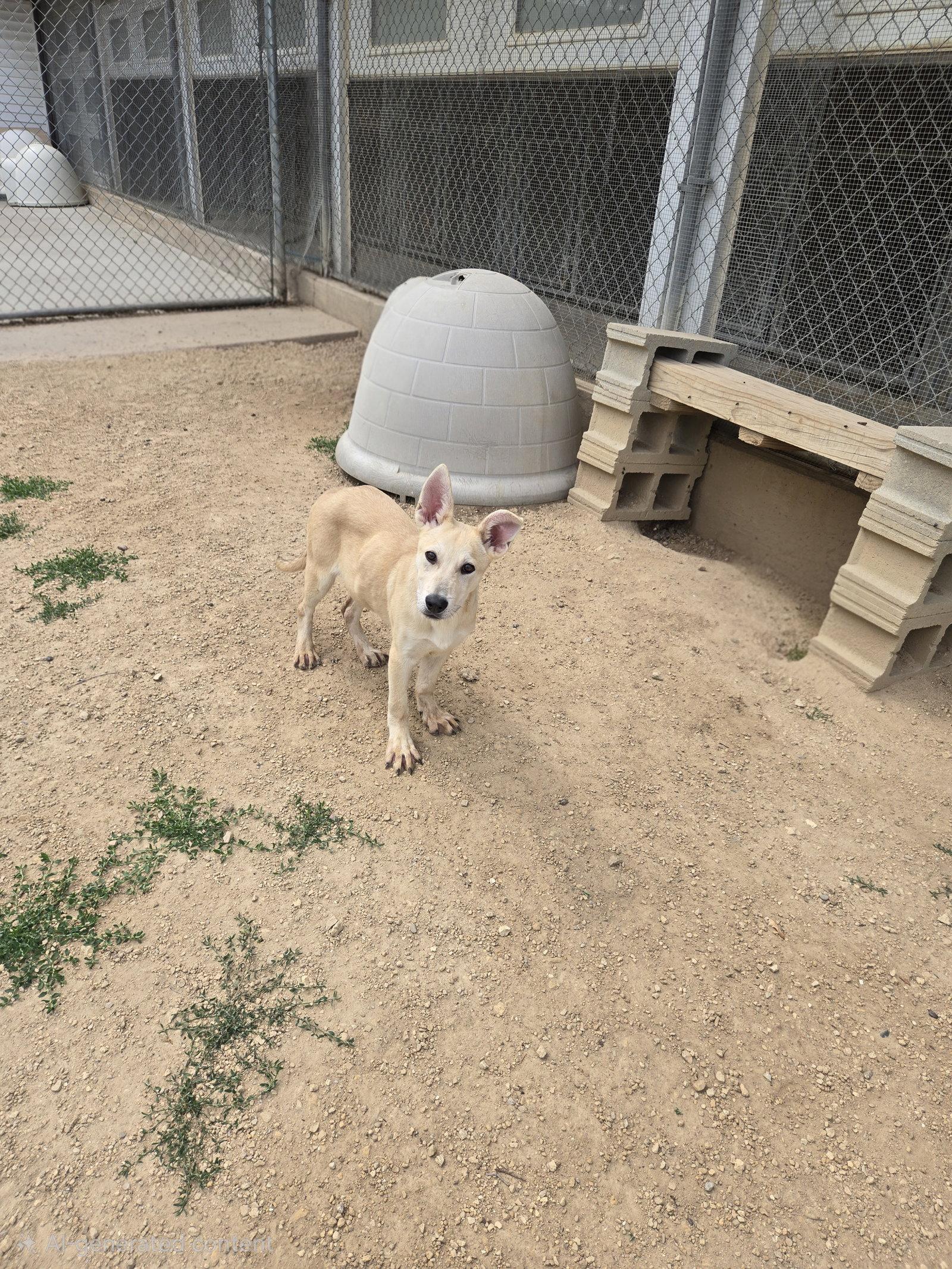 Enlarge Finn, a Adoptable mixed breed in Maquoketa, IA image 1/1