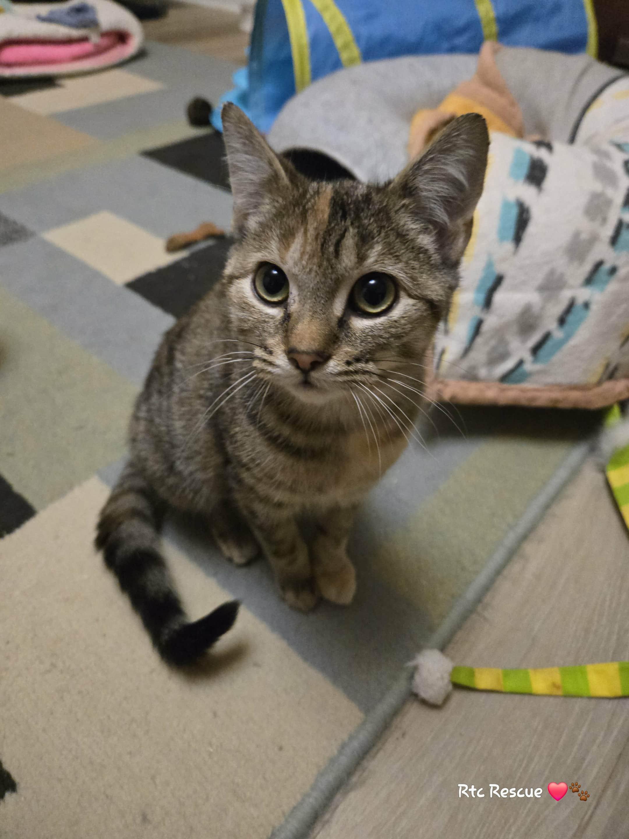 Enlarge Beanie, a Adoptable Domestic Short Hair in Shakespeare, ON image 3/6