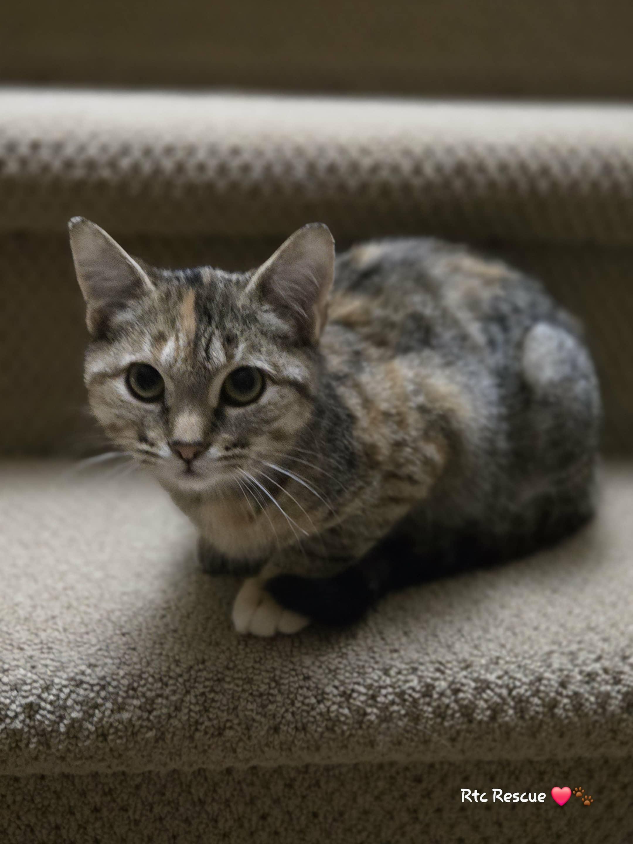 Enlarge Beanie, a Adoptable Domestic Short Hair in Shakespeare, ON image 1/6