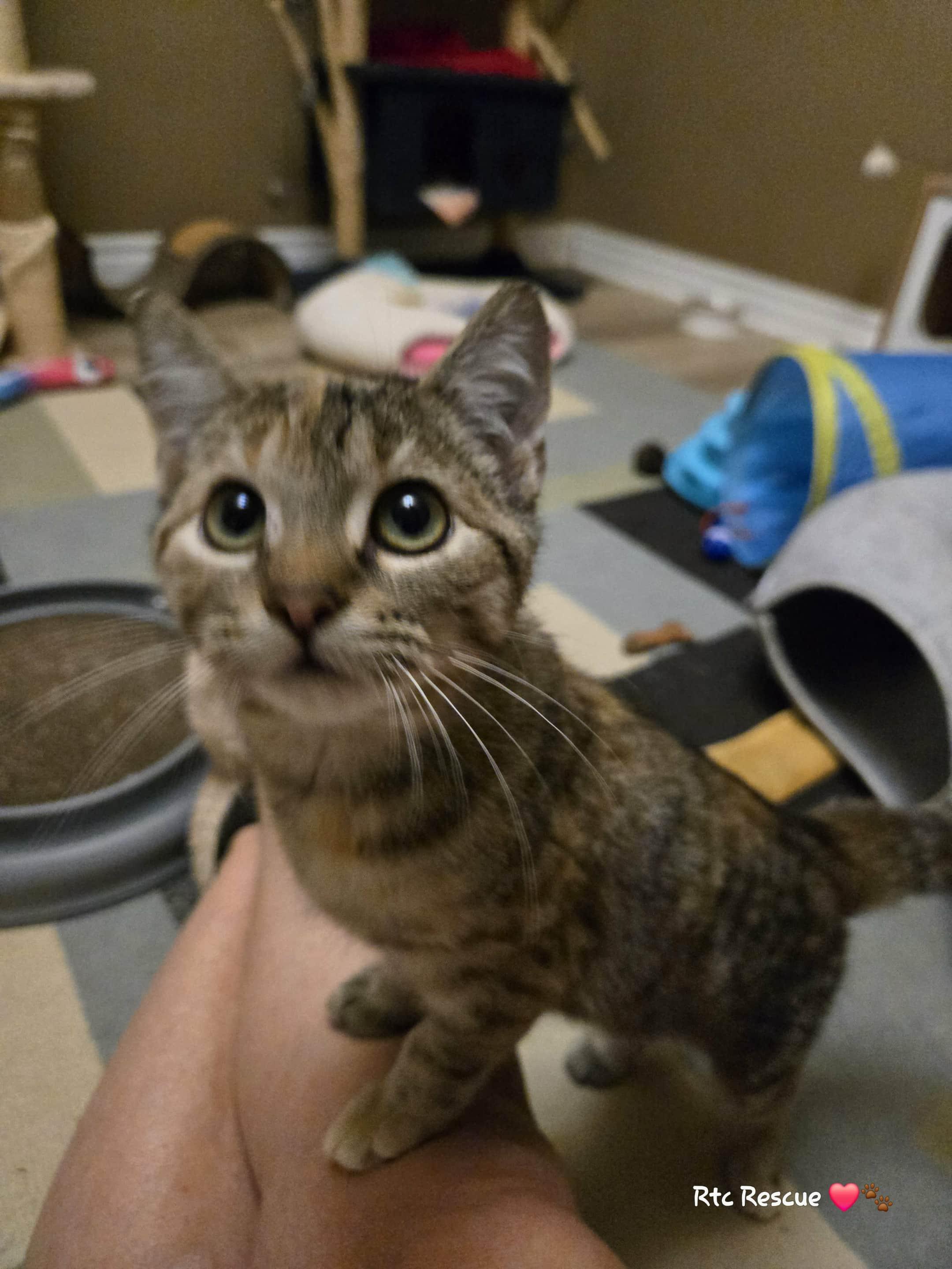 Enlarge Beanie, a Adoptable Domestic Short Hair in Shakespeare, ON image 4/6