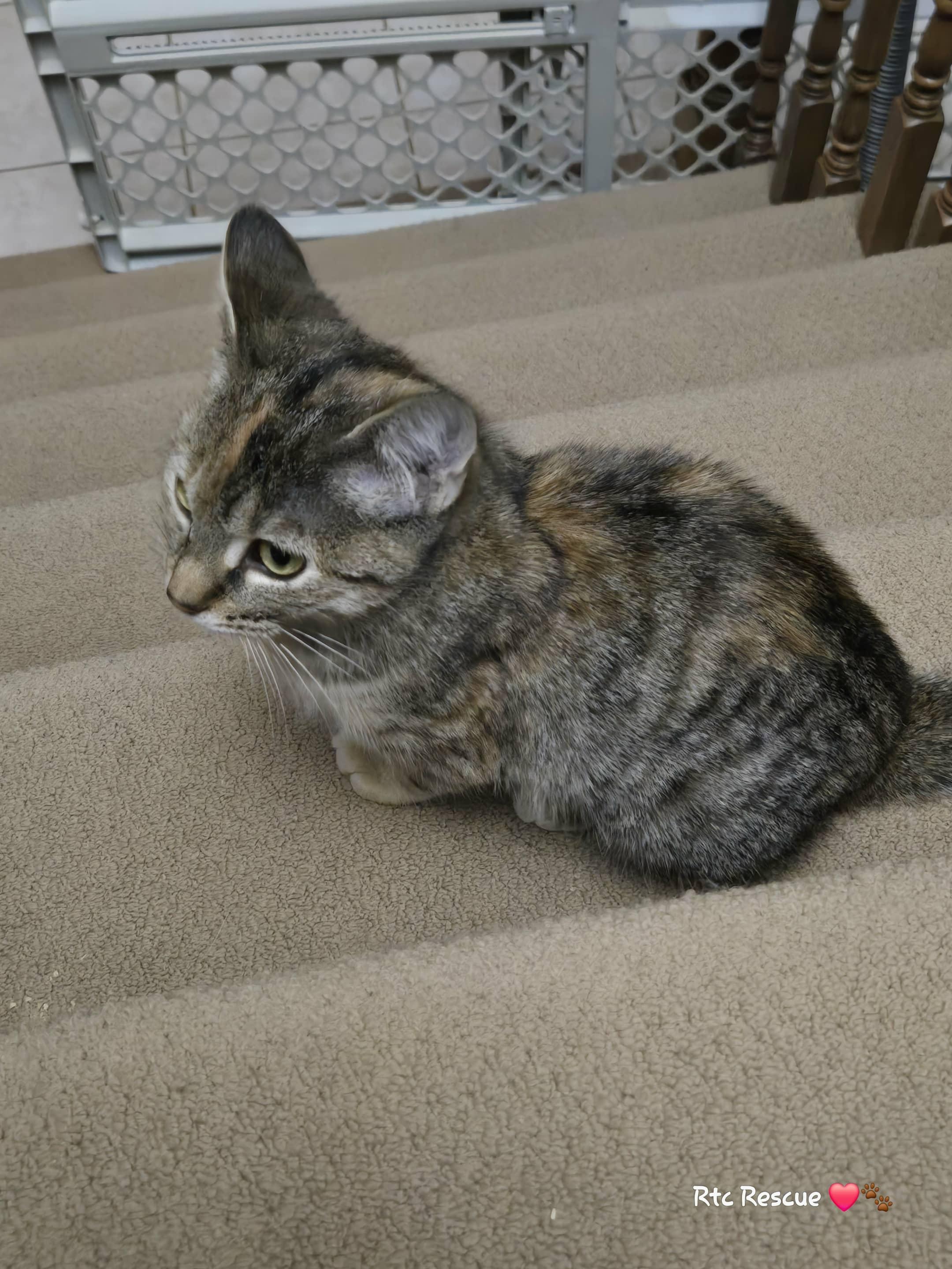 Enlarge Beanie, a Adoptable Domestic Short Hair in Shakespeare, ON image 2/6