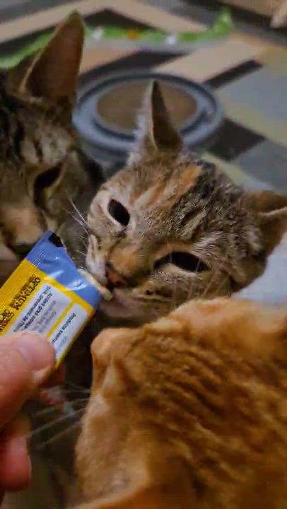 Enlarge Beanie, a Adoptable Domestic Short Hair in Shakespeare, ON video 5/6