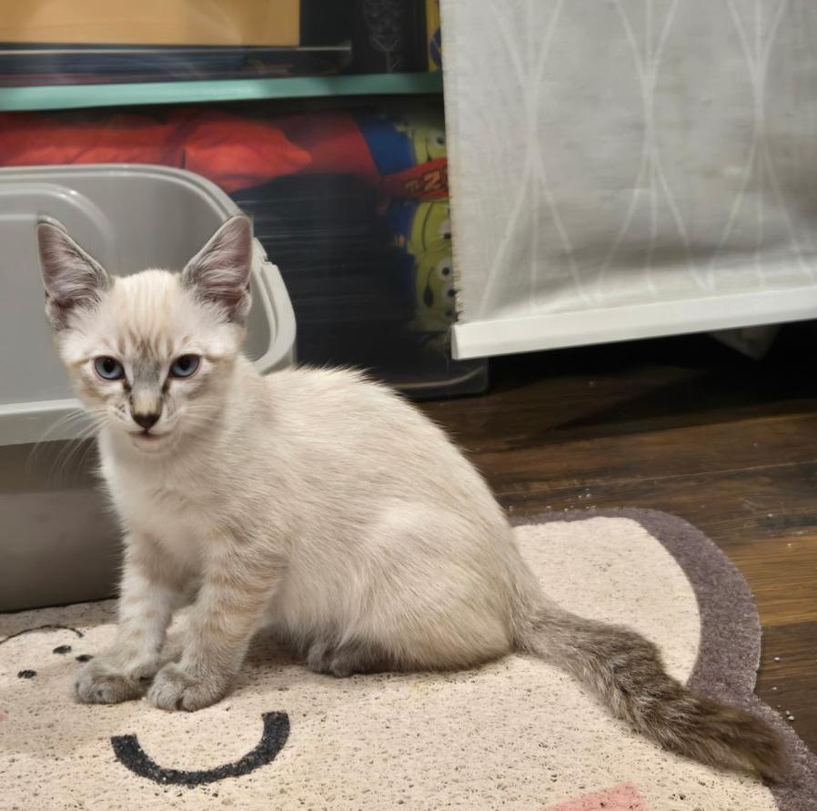 Enlarge H.G. Wells, a Adoptable Siamese in San Juan Capistrano, CA image 2/2