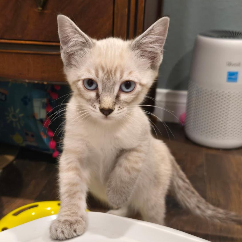 Enlarge H.G. Wells, a Adoptable Siamese in San Juan Capistrano, CA image 1/2