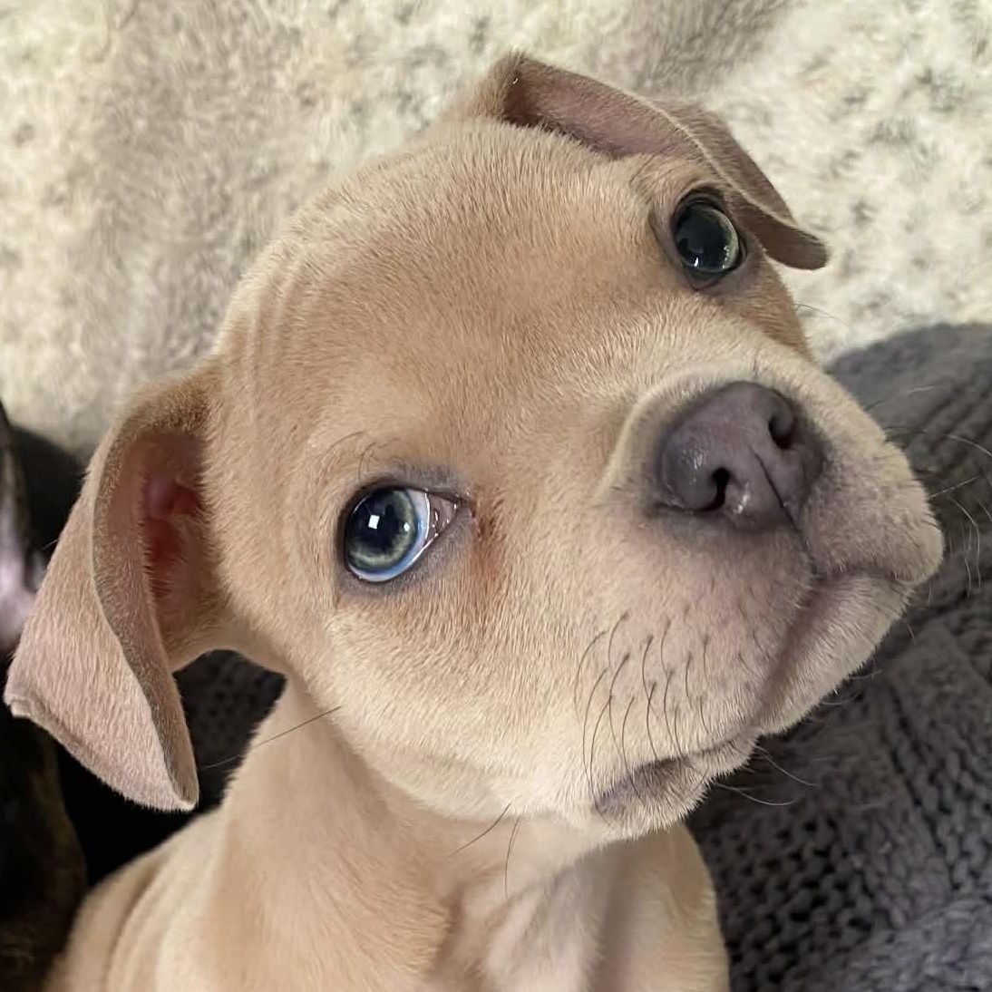 Mateo, Adoptable, Puppy Male French Bulldog & Chihuahua.