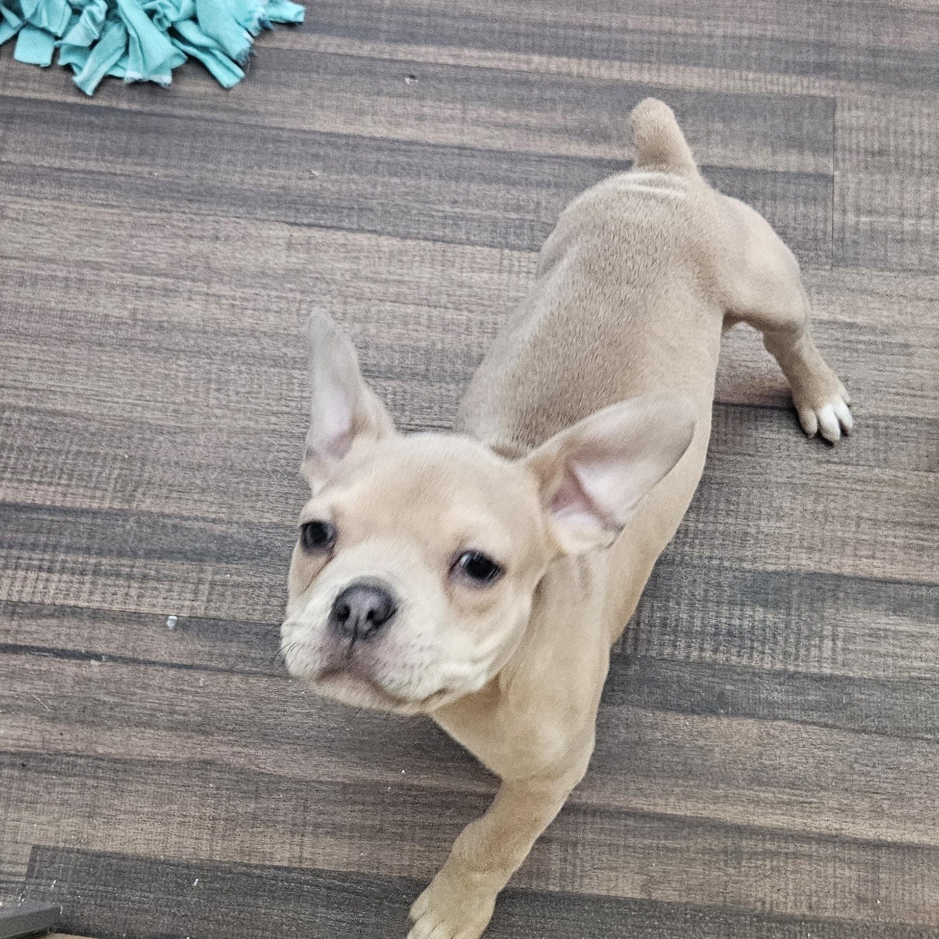 Enlarge Mateo, a Adoptable mixed breed in Livonia, MI image 2/4