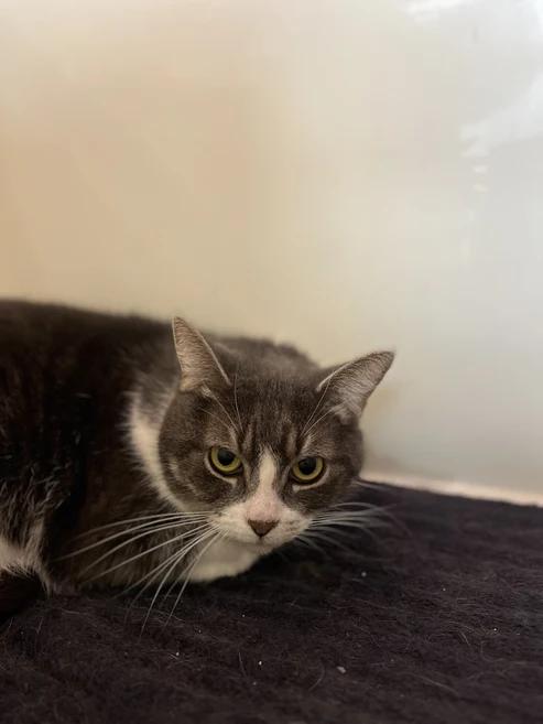 Enlarge Nanaimo, a Adoptable Domestic Medium Hair in Hamilton, ON image 1/1