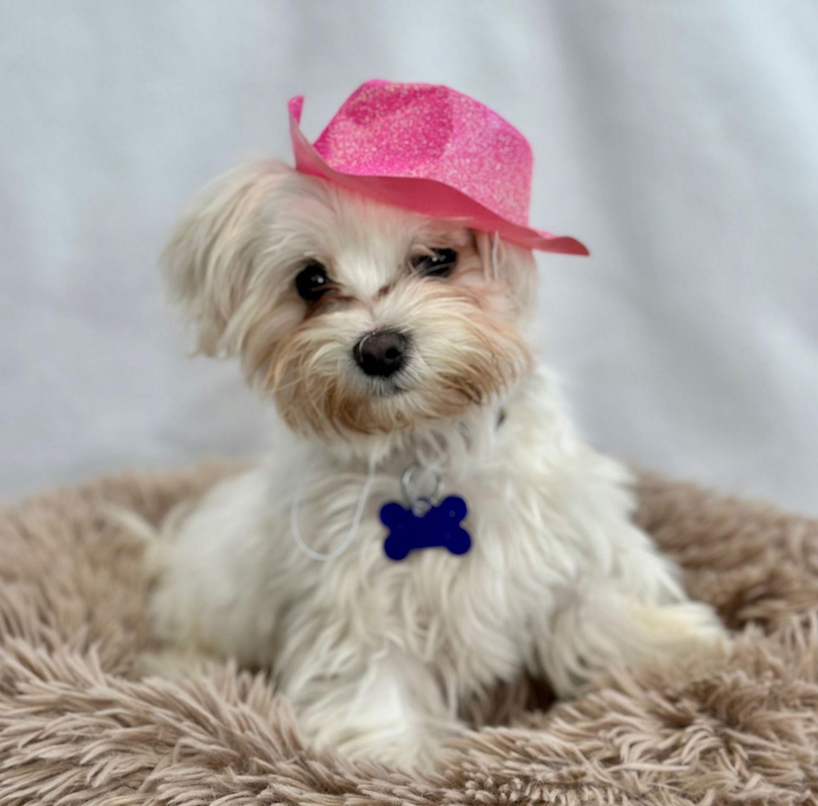 Symphony, Adopted, Young Female Maltese.