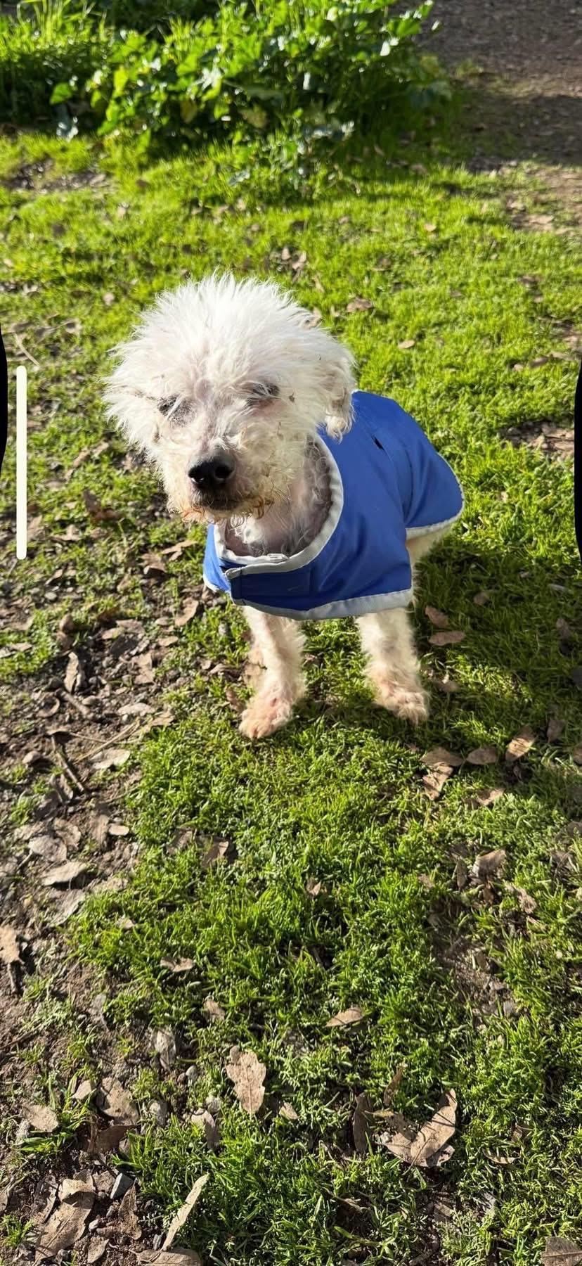 Saint , an adopted Poodle in Fresno, CA image 2/2