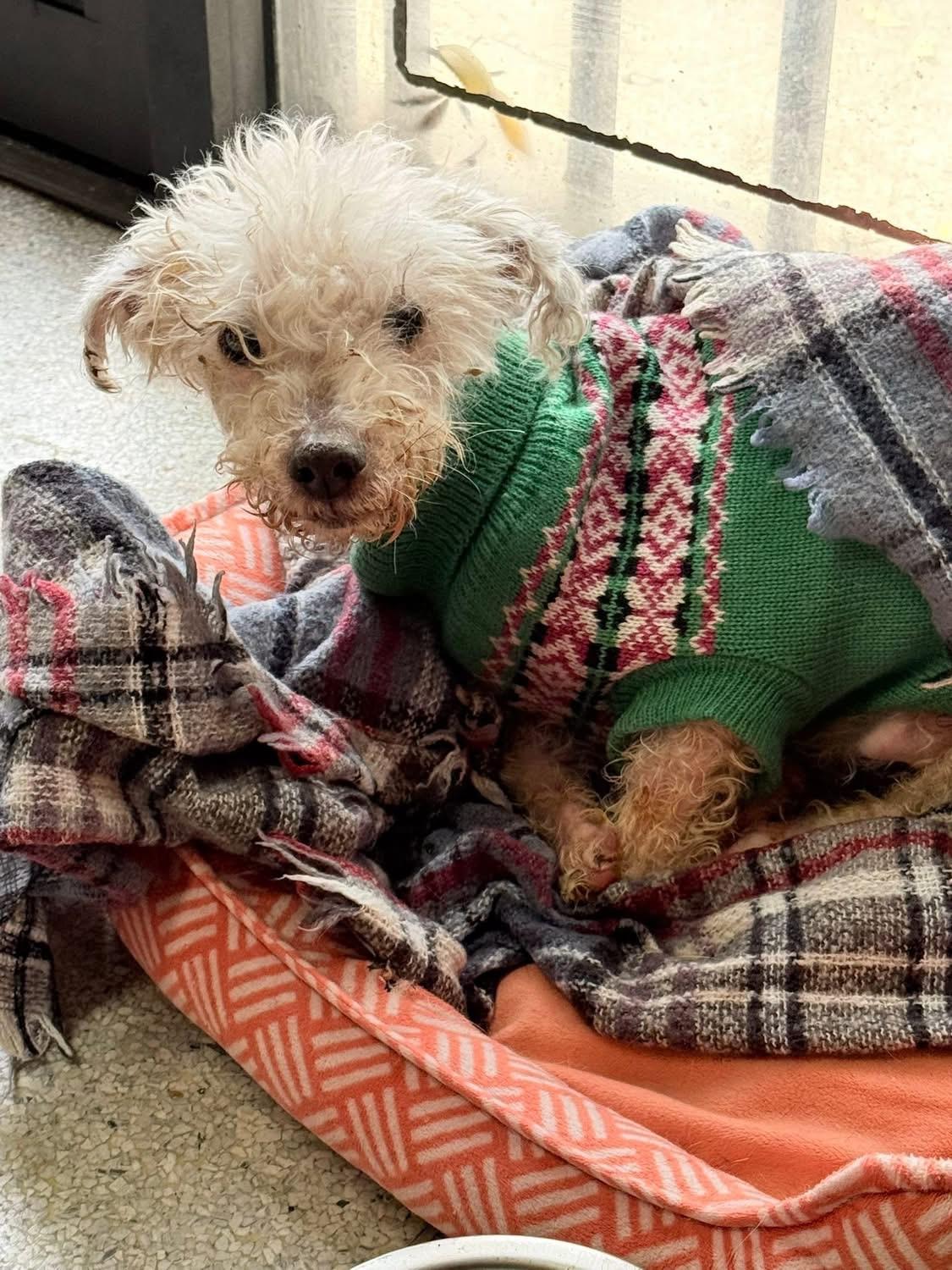 Saint , adopted, Senior Male Poodle.