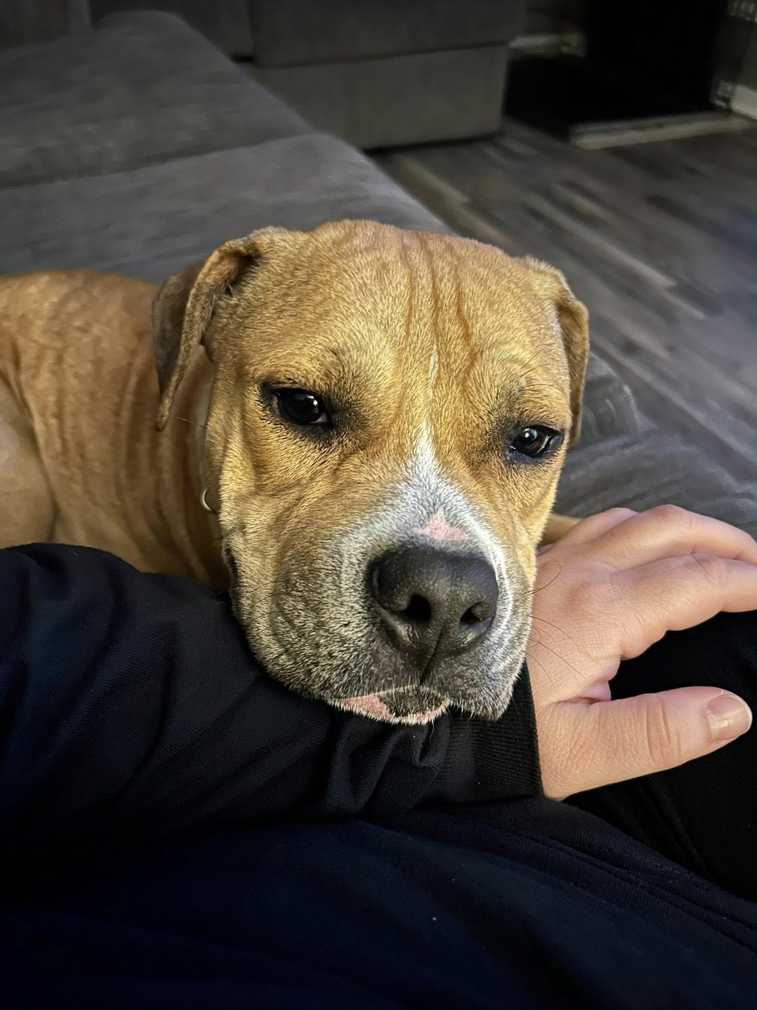 Enlarge Blossom, a ADOPTABLE mixed breed in Cleveland, OH image 4/6