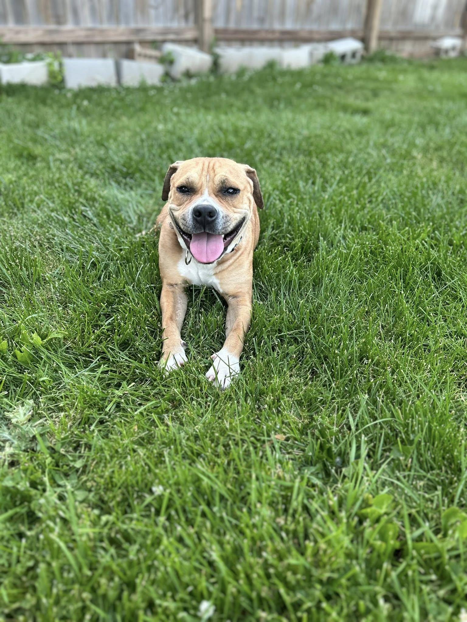 Enlarge Blossom, a ADOPTABLE mixed breed in Cleveland, OH image 5/6