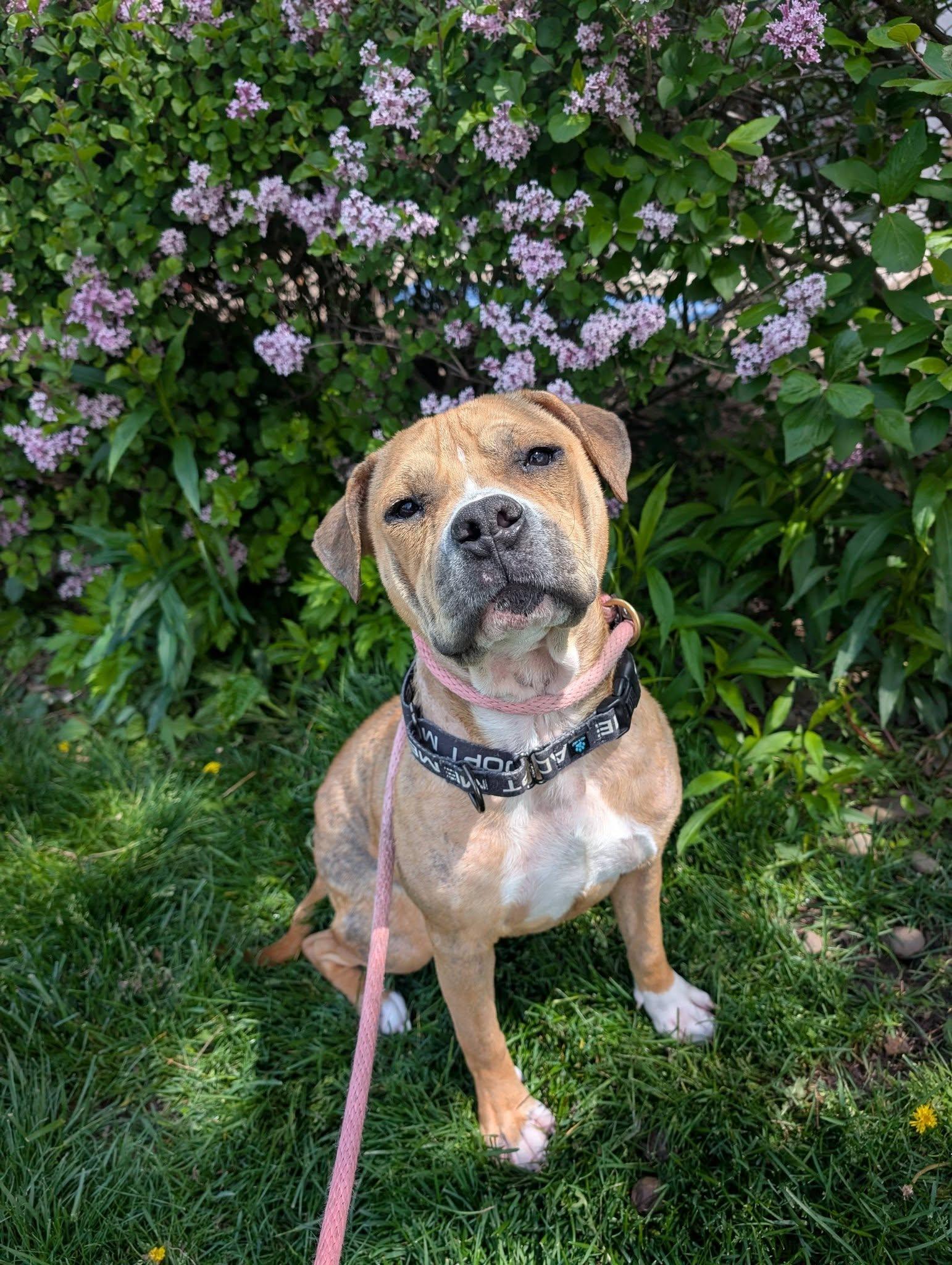 Enlarge Blossom, a ADOPTABLE mixed breed in Cleveland, OH image 1/6