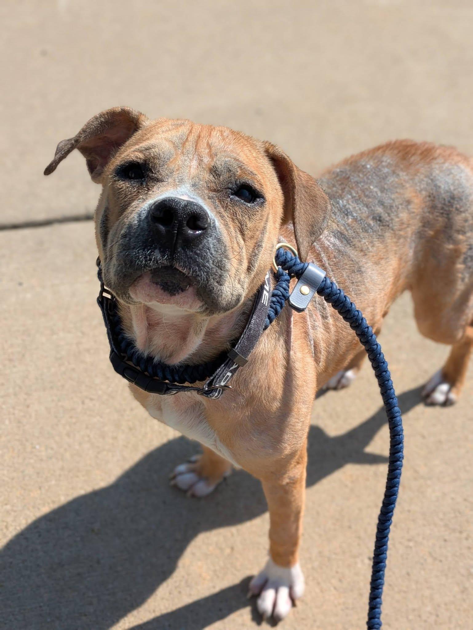 Enlarge Blossom, a ADOPTABLE mixed breed in Cleveland, OH image 2/6