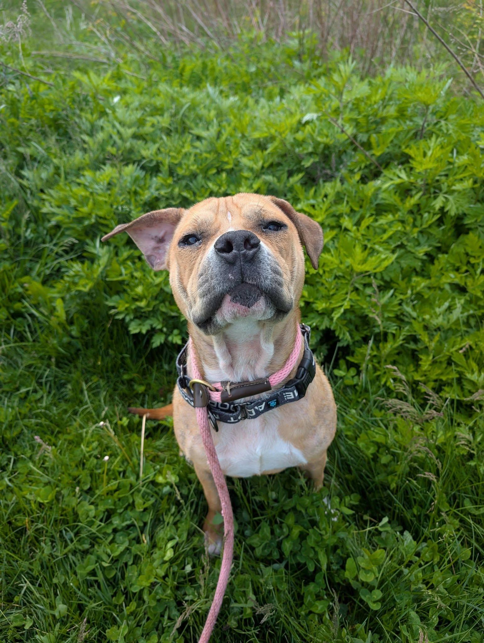 Enlarge Blossom, a ADOPTABLE mixed breed in Cleveland, OH image 3/6