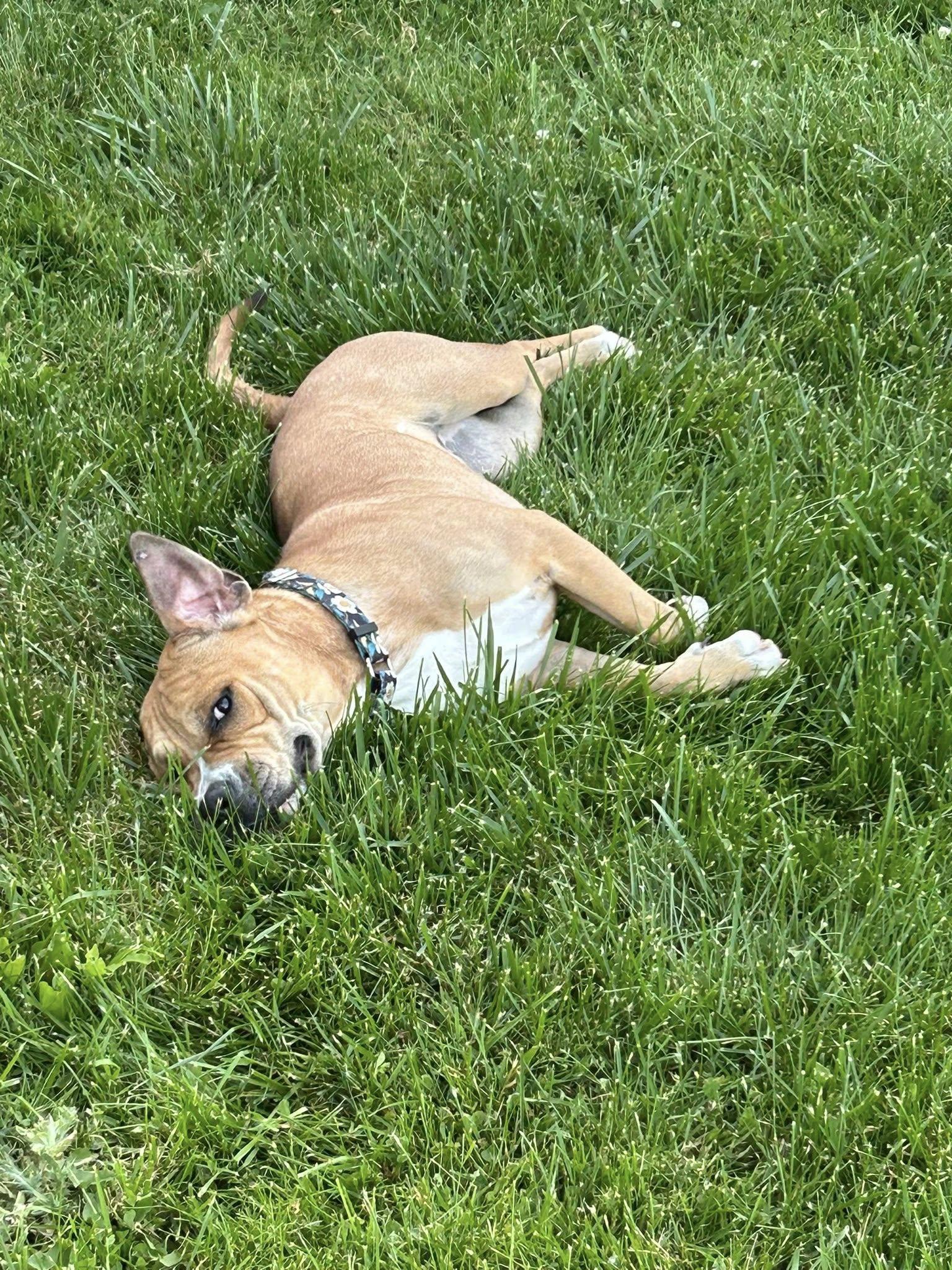 Enlarge Blossom, a ADOPTABLE mixed breed in Cleveland, OH image 6/6