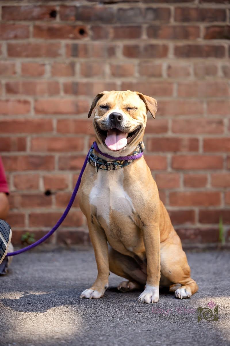 Blossom, a ADOPTABLE mixed breed in Cleveland, OH image 6/6