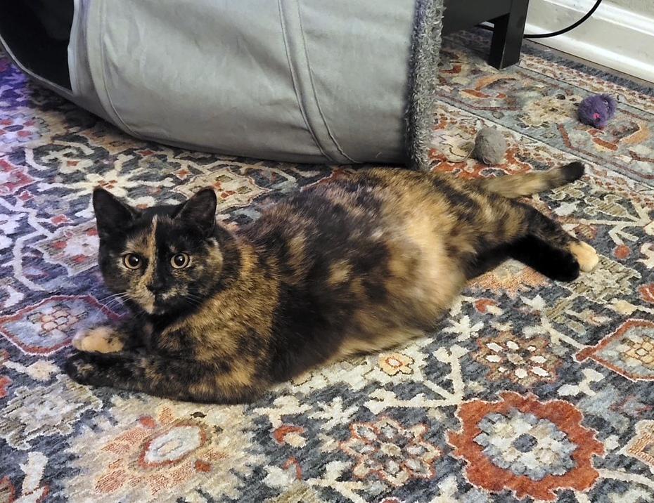 Izzy Rodriguez, an adoptable Tortoiseshell, Domestic Short Hair in Bonner Springs, KS, 66012 | Photo Image 3
