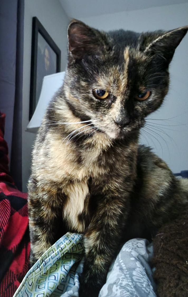 Enlarge Izzy Rodriguez, a Adopted mixed breed in Bonner Springs, KS image 1/5