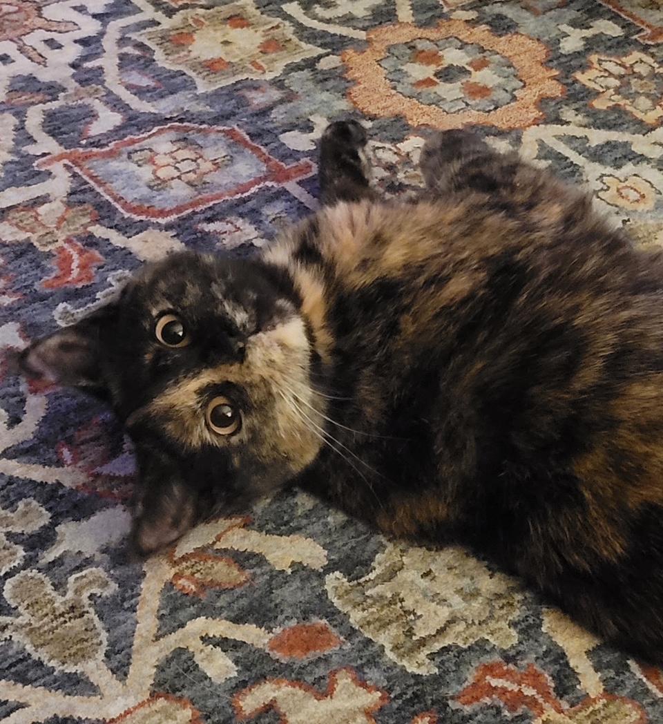 Izzy Rodriguez, an adoptable Tortoiseshell, Domestic Short Hair in Bonner Springs, KS, 66012 | Photo Image 4