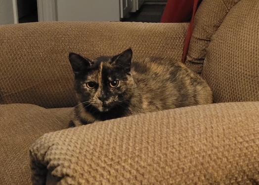 Izzy Rodriguez, an adoptable Tortoiseshell, Domestic Short Hair in Bonner Springs, KS, 66012 | Photo Image 2