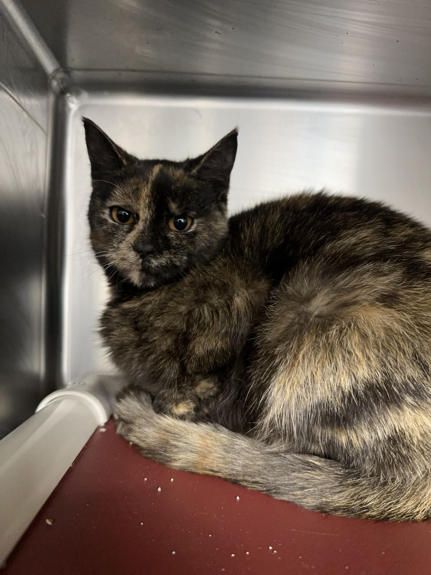 Izzy Rodriguez, an adoptable Tortoiseshell, Domestic Short Hair in Bonner Springs, KS, 66012 | Photo Image 5