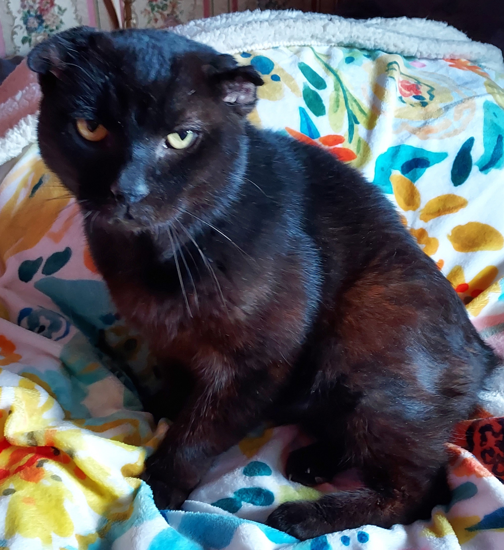 Enlarge Jack, a Adopted Manx in Cincinnati, OH image 1/5